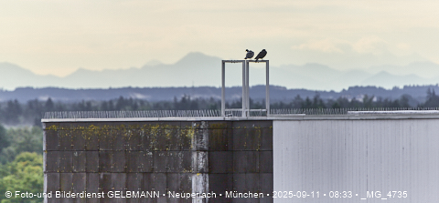 Tauberl-Liebe auf dem Karl-MArx-Ring 58